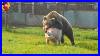 15_Unbelievable_Bear_Attacks_And_Interactions_Caught_On_Camera_01_aetb